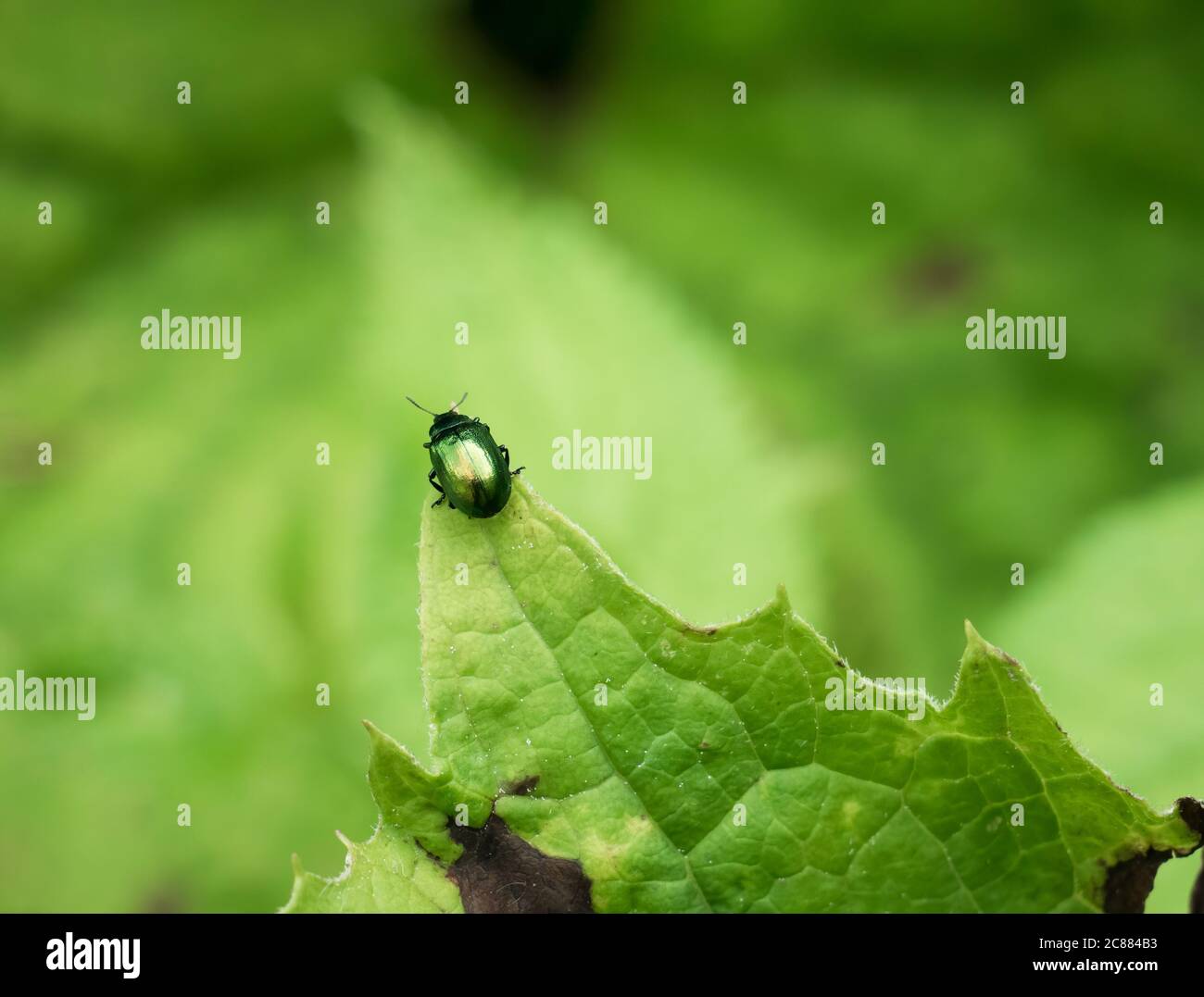 Viridula gastrofisica, conosciuta come il barile verde del molo, il barile verde della foglia di dock o il barile verde di strel su una foglia verde Foto Stock