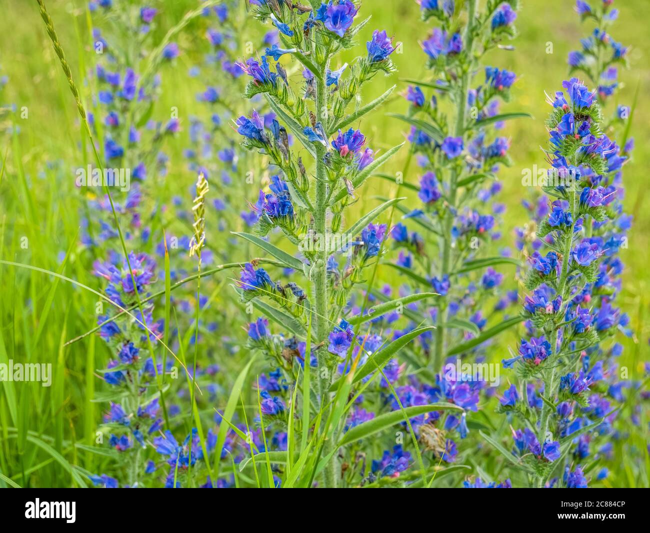 Echium vulgare noto come bugloss vipera e fiore di blueweed sul campo. Foto Stock