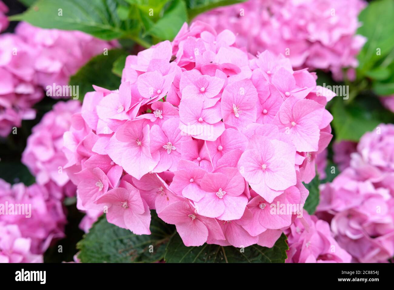 Fiori rosa di Hydrangea macrophylla 'Belaa' che cresce in un terreno alcalino. La Bela è un nana, un hydrangea della testa di mop Foto Stock