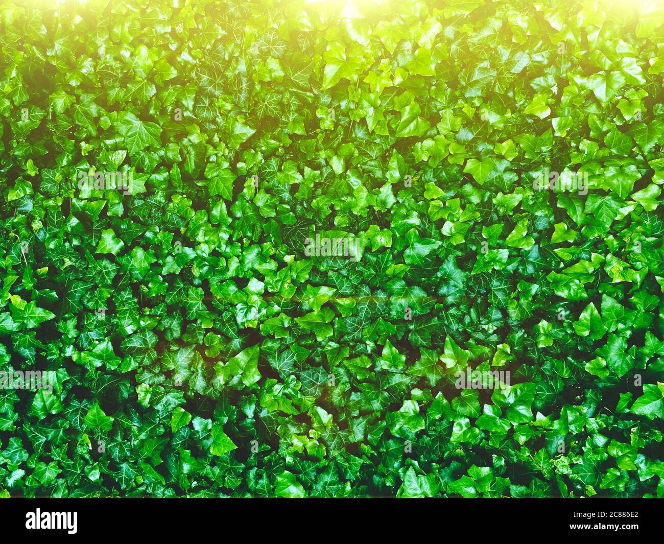 Foglie di edera verde fresco come sfondo o struttura con luce solare mattina brillante - giardino o parete del parco con Hedera Helix pianta, concetto di giungla della città Foto Stock