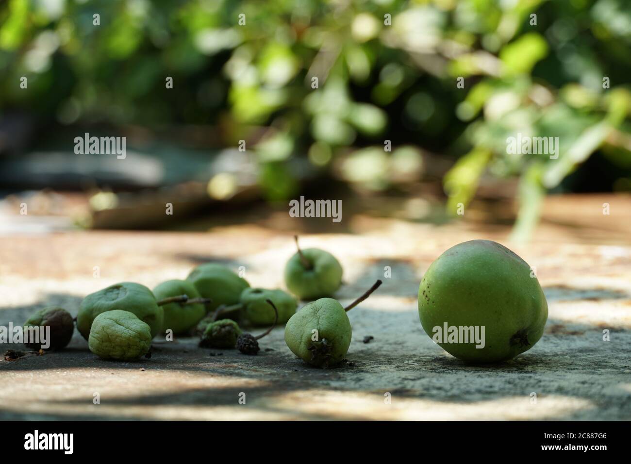 Una mela, caduto prematuramente da un albero insieme ad altri frutti di mela che non hanno raggiunto la fase matura e caduto giù non sviluppato. Foto Stock