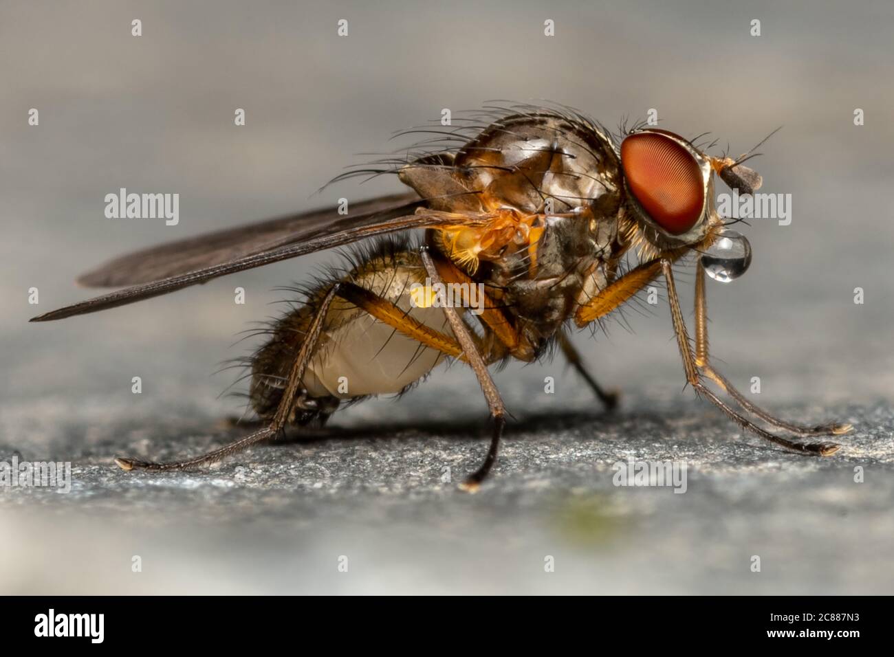 Volare Foto Stock