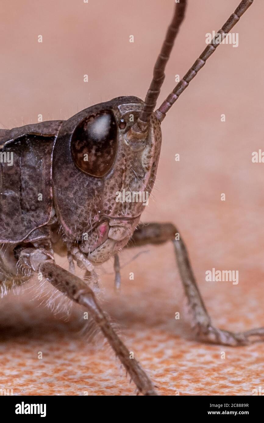 Grasshopper da vicino Foto Stock