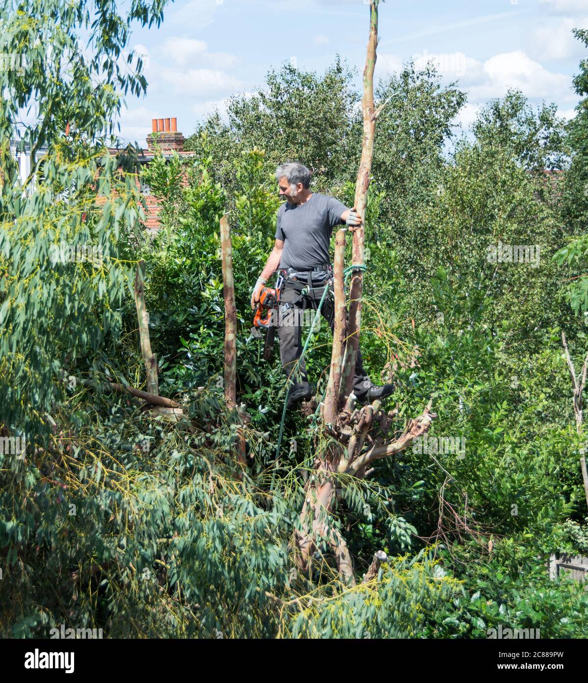 Un chirurgo su albero che lavora in un giardino suburbano, Londra, Regno Unito Foto Stock