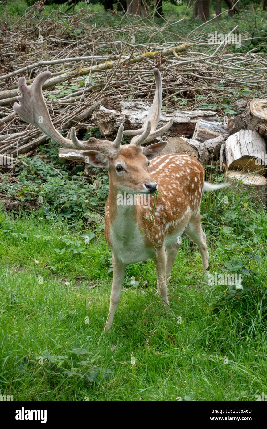 Un primo piano di un cervo fiaboso pugnale a Bushy Park, Richmond upon Thames, Regno Unito. Foto Stock