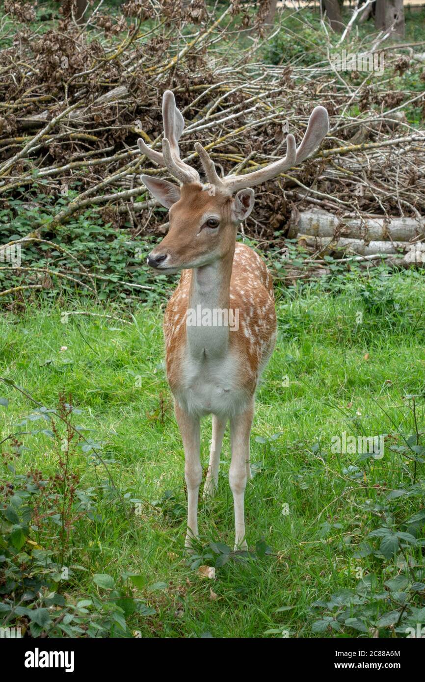 Un primo piano di un cervo fiaboso pugnale a Bushy Park, Richmond upon Thames, Regno Unito. Foto Stock