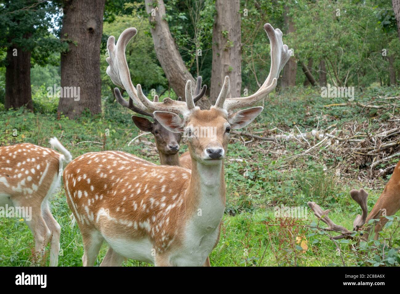 Un primo piano di un cervo fiaboso pugnale a Bushy Park, Richmond upon Thames, Regno Unito. Foto Stock