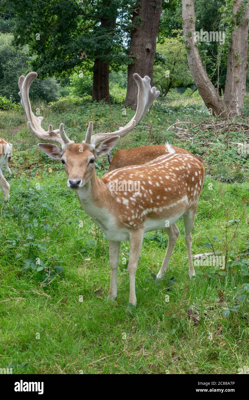 Un primo piano di un cervo fiaboso pugnale a Bushy Park, Richmond upon Thames, Regno Unito. Foto Stock