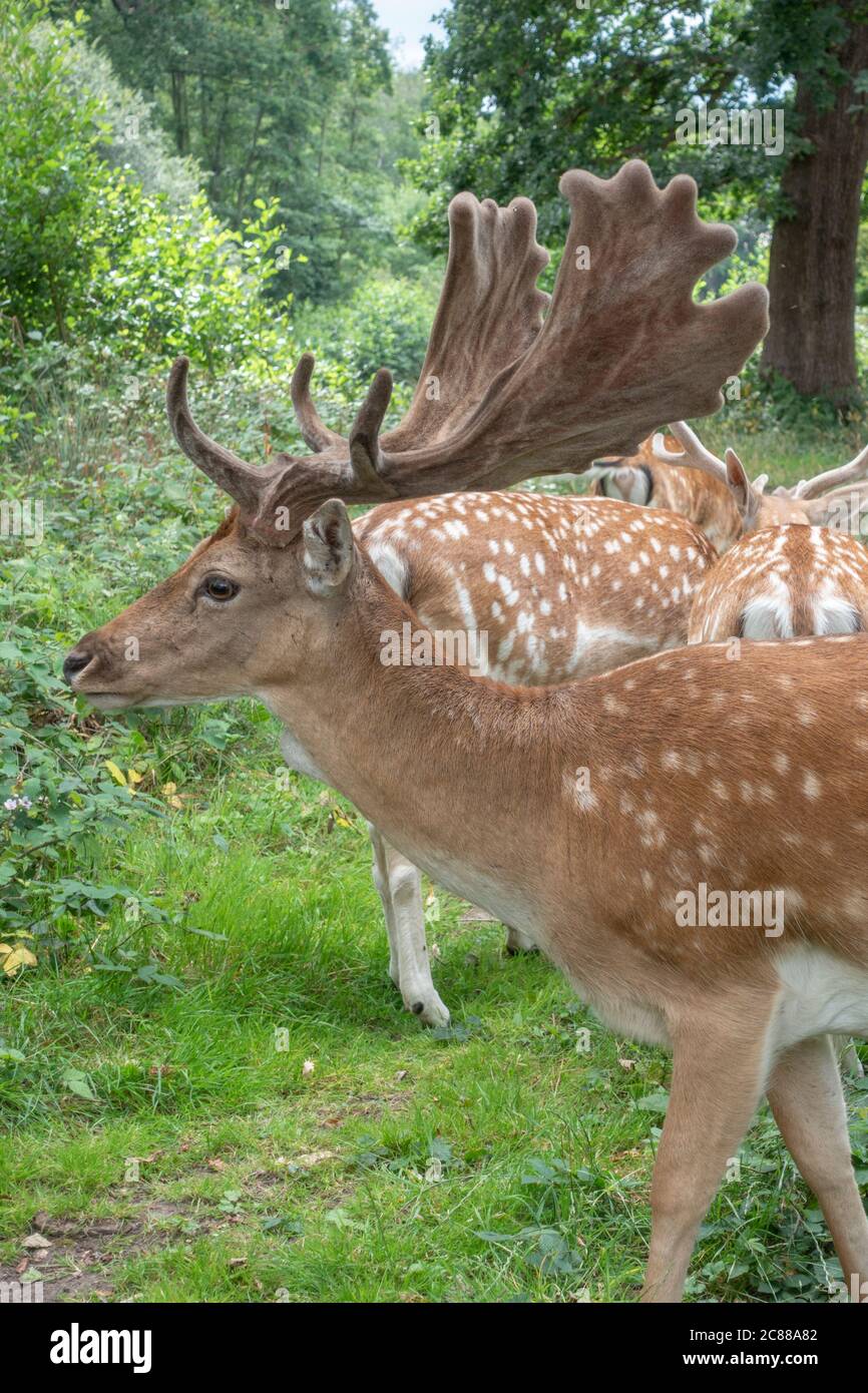 Un primo piano di un cervo fiaboso pugnale a Bushy Park, Richmond upon Thames, Regno Unito. Foto Stock