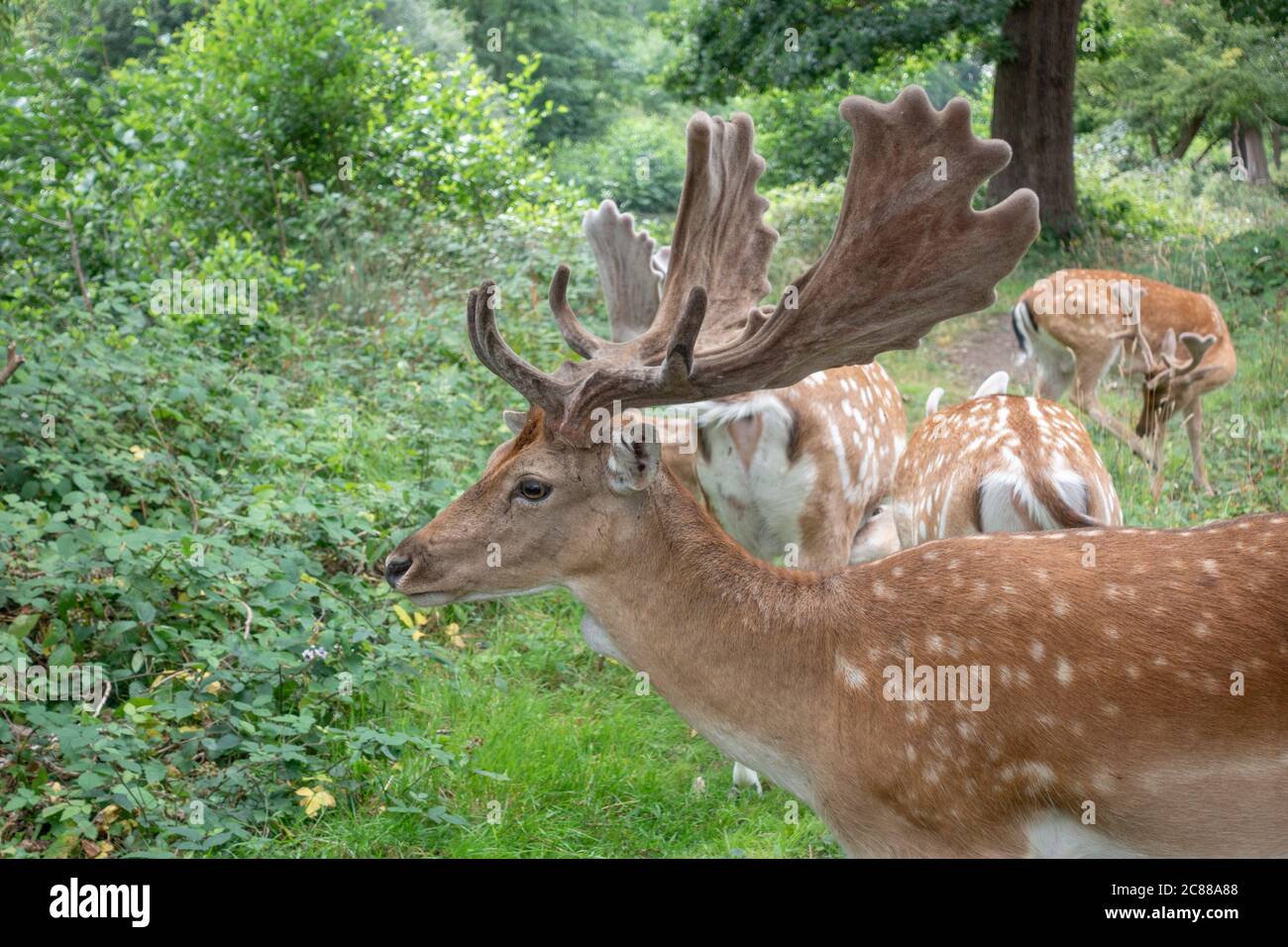 Un primo piano di un cervo fiaboso pugnale a Bushy Park, Richmond upon Thames, Regno Unito. Foto Stock