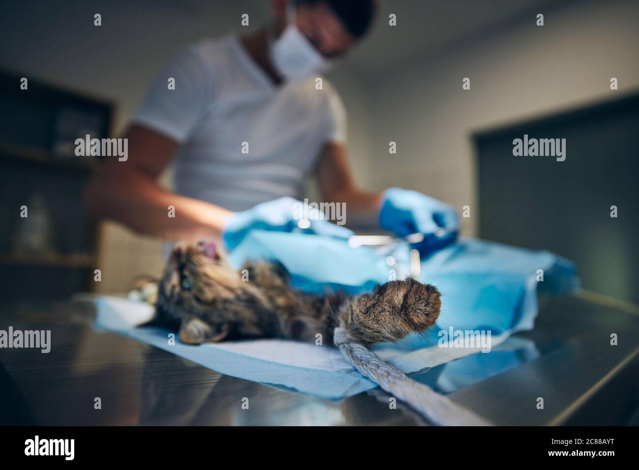 Medico veterinario durante la chirurgia in ospedale animale. Fuoco selettivo su gatto anestetizzato zampa giacente sul tavolo operatorio. Foto Stock