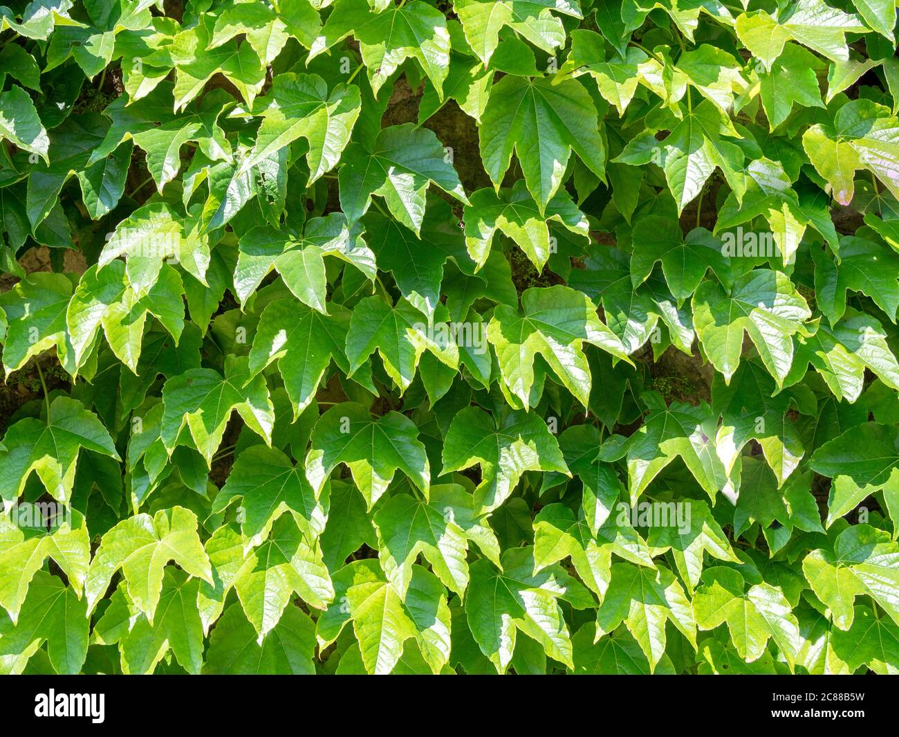 Сommon ivy (Hedera helix) su una texture di sfondo giornata di sole Foto Stock