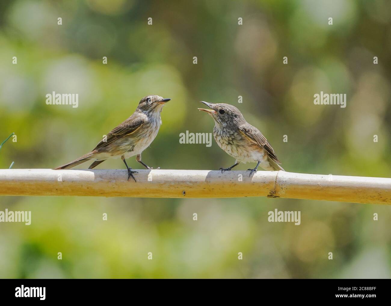 Adulto Spoted flycatcher nutrendo un giovane flycatcher Spotted. Uccelli, Spagna. Foto Stock