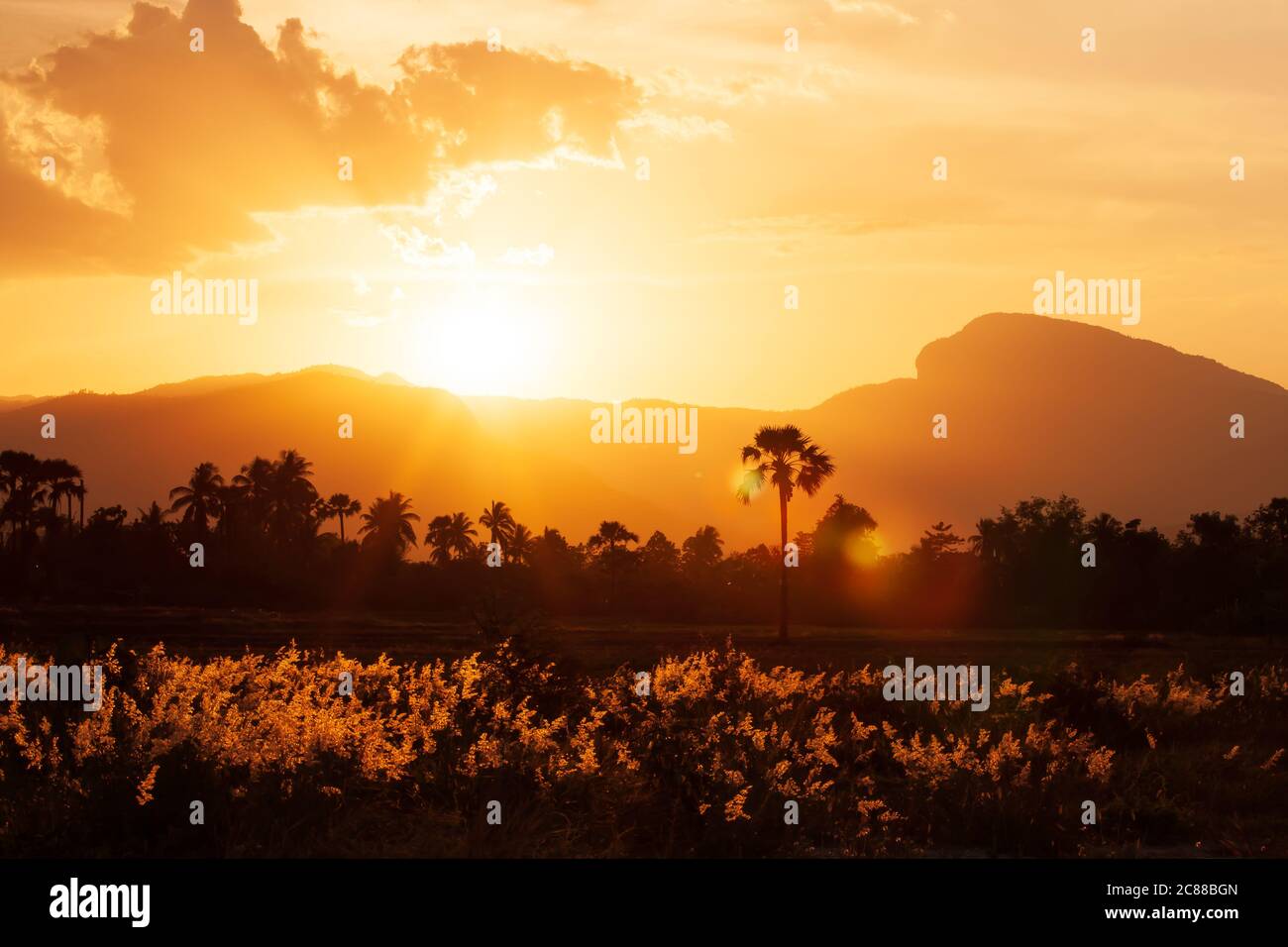 Fiori d'erba natale di rosa incandescente campi al tramonto, prato e montagne sullo sfondo. Concetto di vacanza. Foto Stock