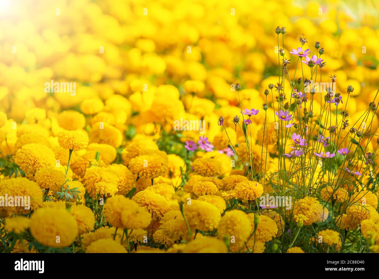 I fiori di Cosmo e Crisantemi gialli sono in fiore in estate soleggiata. Focus su Cosmos viola. Foto Stock