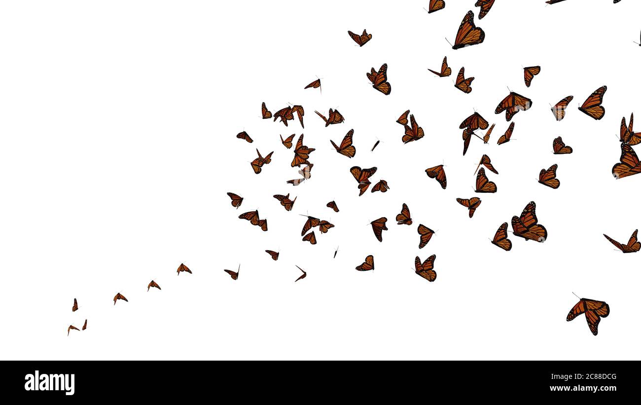 Sciame di farfalle monarca, Danaus plexippus gruppo isolato su sfondo bianco Foto Stock