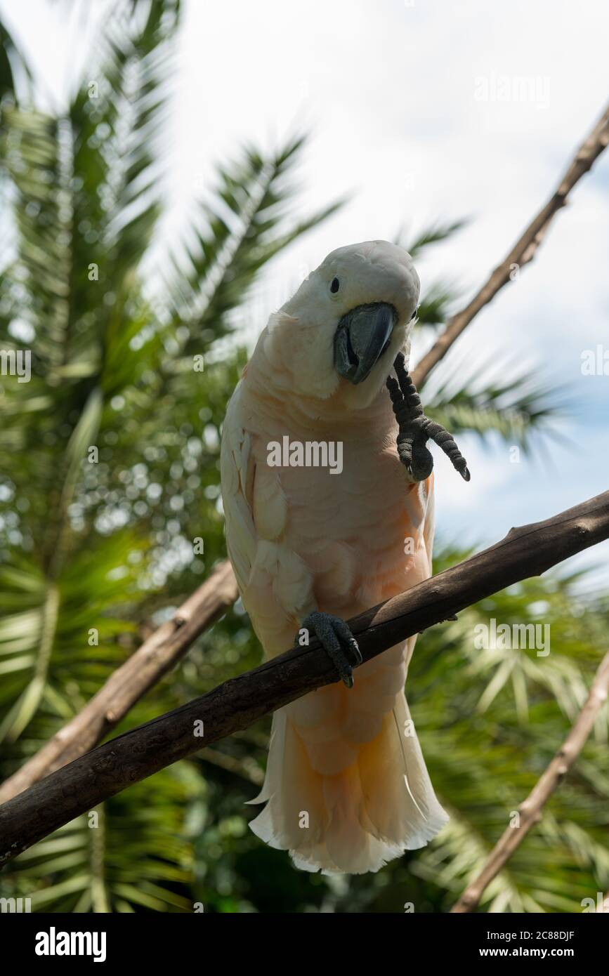 Bali Bird Park in Sanur Foto Stock
