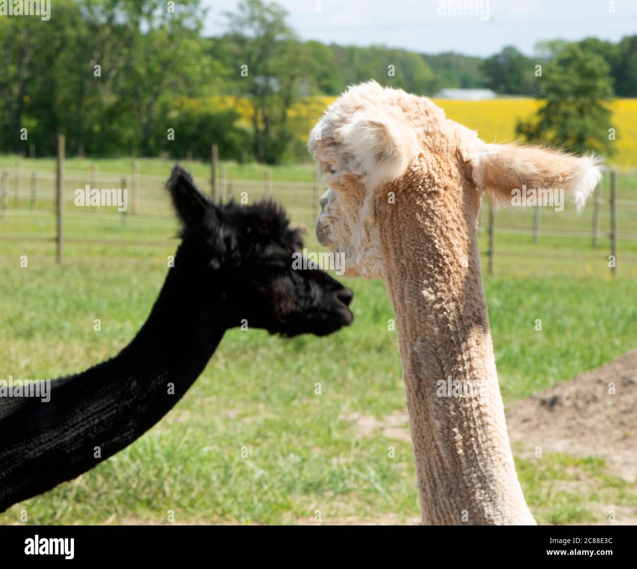 L'alpaca (Vicegna pacos) È una specie di mammifero camelide sudamericano Foto Stock