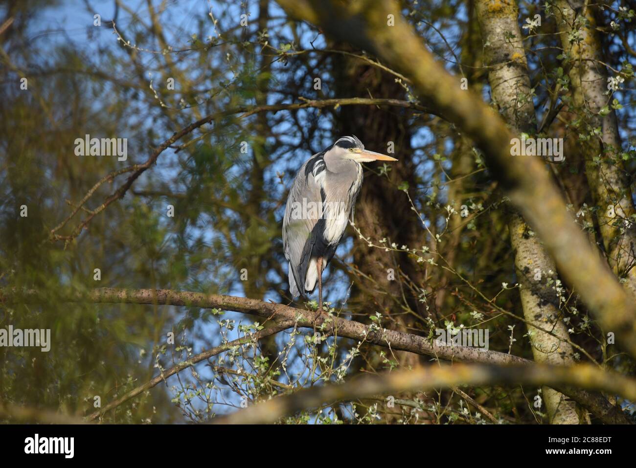 Un airone guarda da un albero lungo il fiume Blackwater in Hampshire Foto Stock