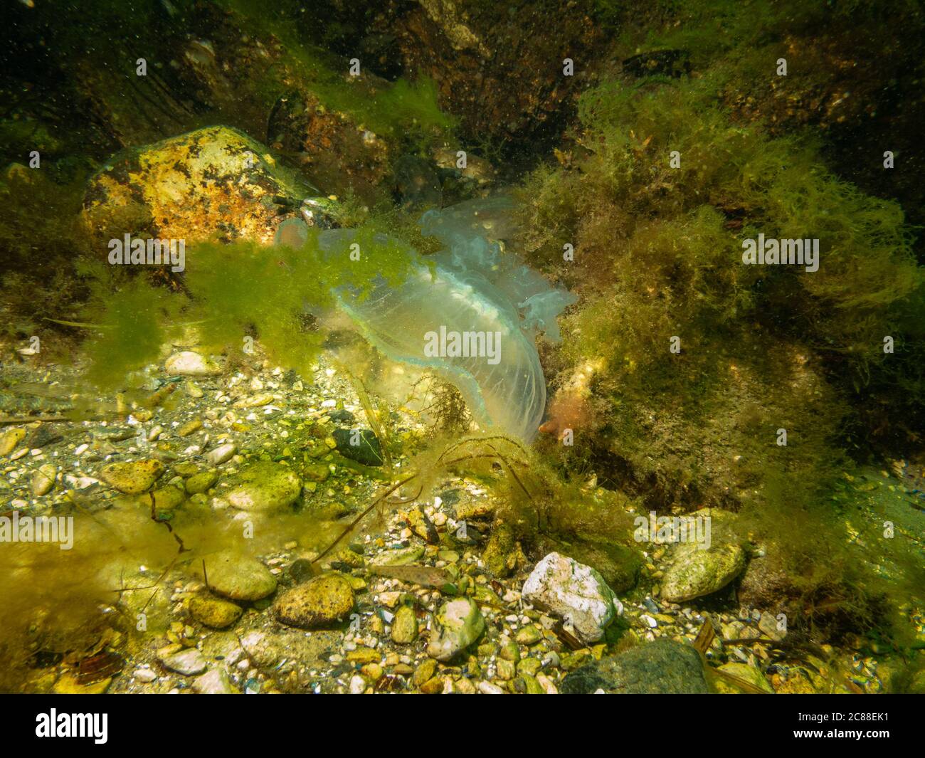Un medusa appare in un bel mare sottomarino. Acqua verde fredda e alghe gialle. Foto di Oresund, Malmo, nel sud della Svezia. Foto Stock