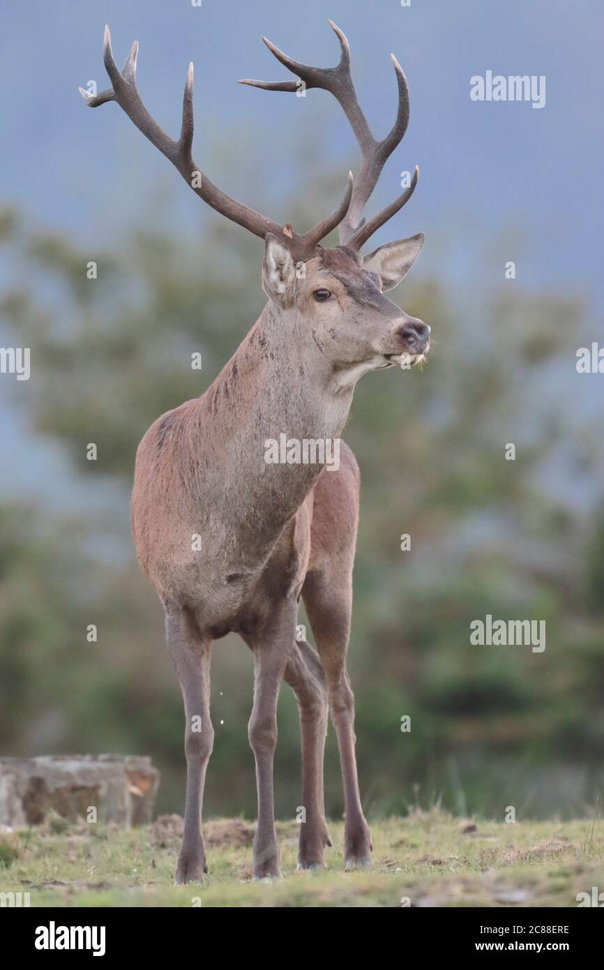 Il che si nasconde nel Parco Naturale di Gorbeia (Paesi Baschi). Foto Stock