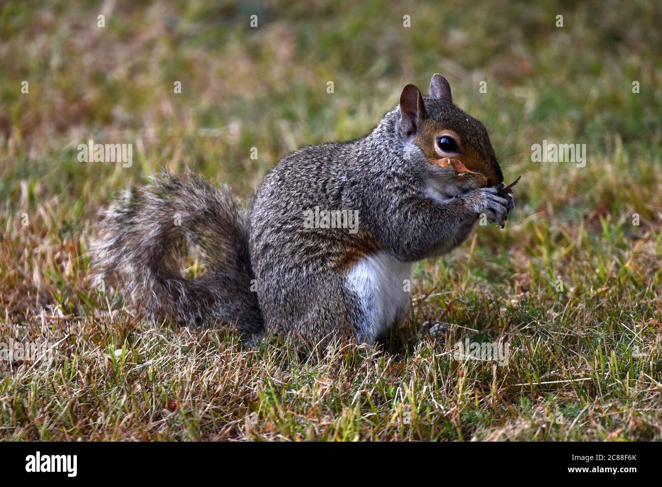 Uno scoiattolo che si gode un pasto in questa foto scattata in un cortile alla fine di una calda giornata estiva nel Dorset Foto Stock