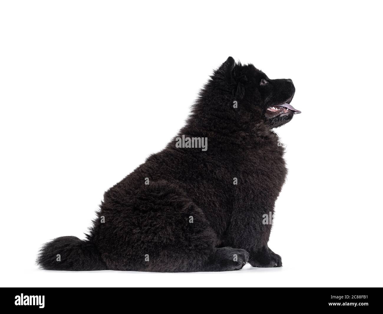 Maestoso cucino nero pieno Chow Chow, seduto lungo le strade laterali. Guardando dritto lungo le strade laterali. Bocca aperta e lingua blu fuori. Foto Stock