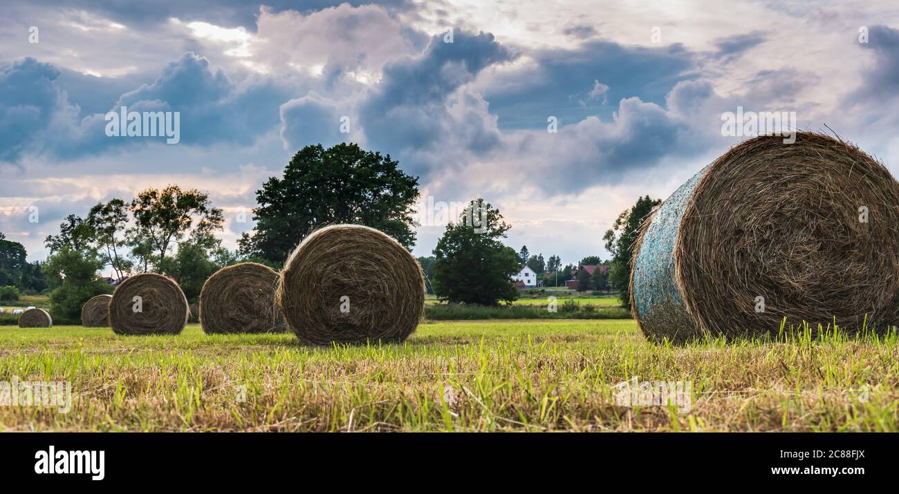 Tramonto sul paesaggio svedese con l'erba arrotolata nei campi con cui lavorano i contadini nel mese di luglio Foto Stock