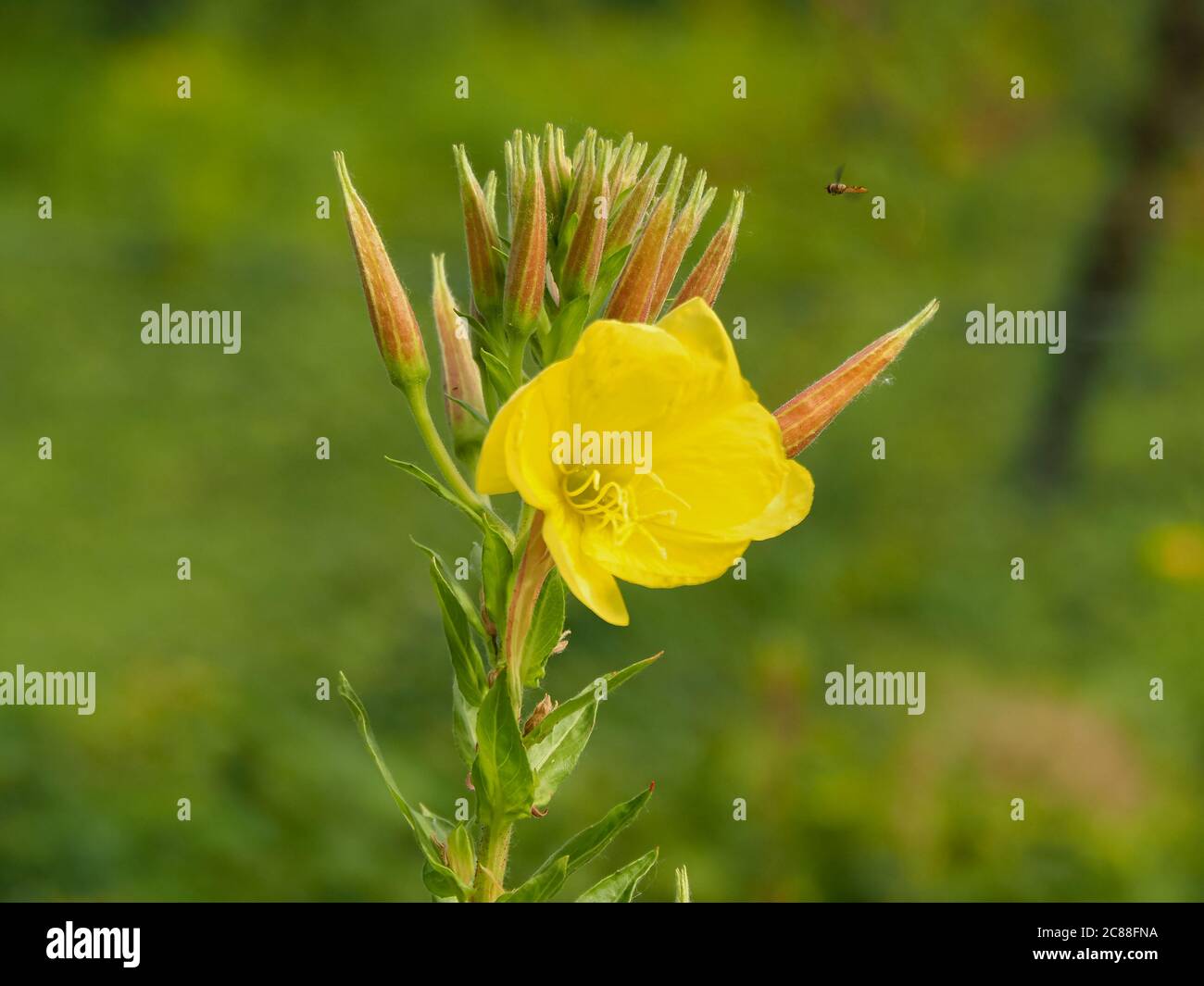 Closeup di un fiore giallo e gemme di primrosa sera, Oenotera biennis, che cresce selvaggio Foto Stock