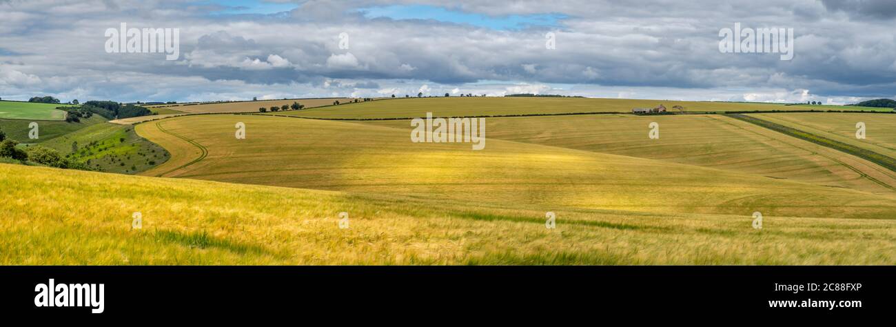 Vista panoramica colorata sulle colline ondulate e sui campi di grano in una giornata soleggiata con nuvole scure. Foto Stock