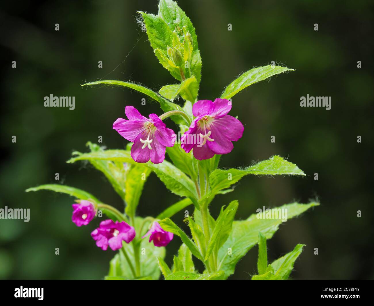 Fiori rosa graziosi e foglie verdi di grande salilwiwib, Epilobium hirsutum, cattura luce solare Foto Stock