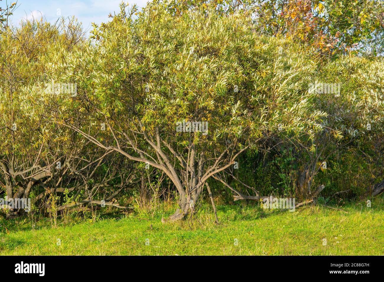 Spessetti di arbusti salici all'inizio dell'autunno Foto Stock