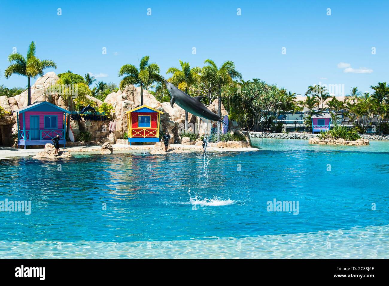 Un singolo delfino che salpava fuori dall'acqua allo spettacolo Sea World al Surfers Paradise a Queensland, Australia. Foto Stock