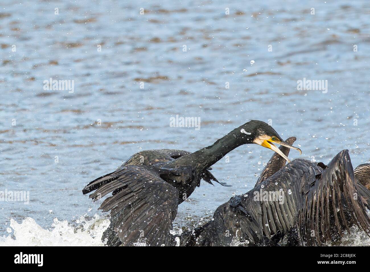 Carbo Phalacrocorax. Nidi in alberi. Riproduce su creste e scogliere lungo il lungomare. Paul da tornada villaggio. Foto Stock