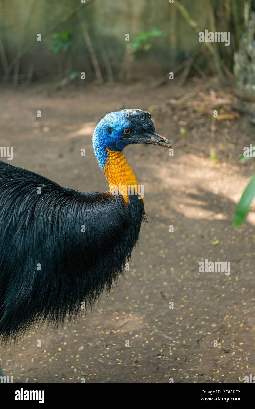 Bali Bird Park in Sanur Foto Stock