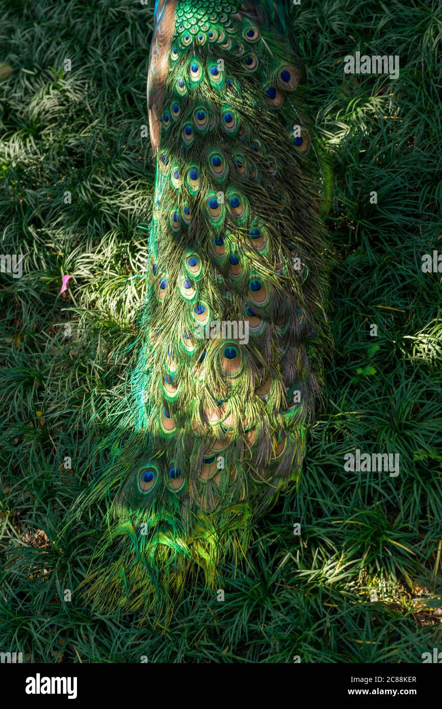 Bali Bird Park in Sanur Foto Stock