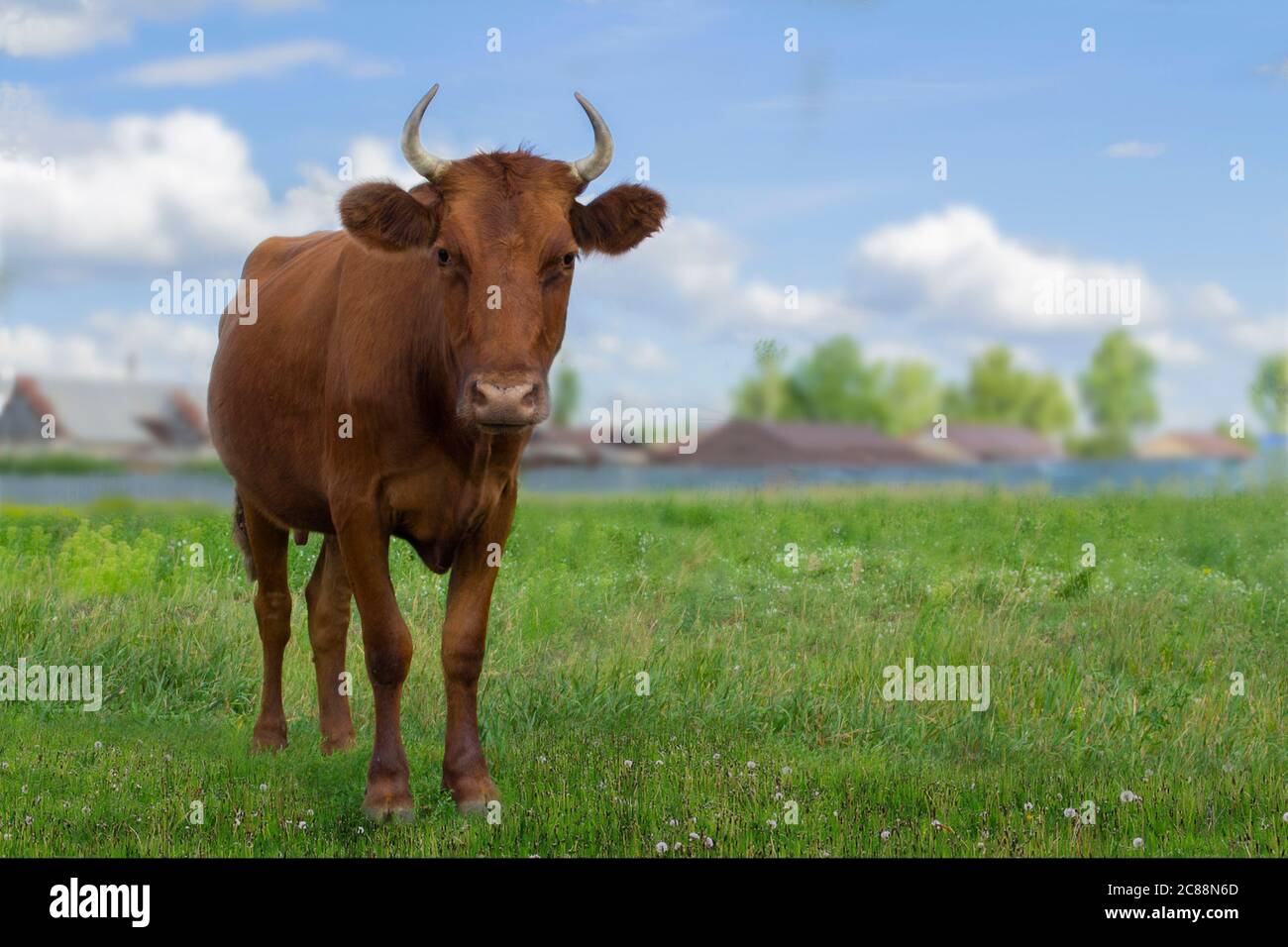 Mucca marrone nel pascolo vicino al villaggio Foto Stock