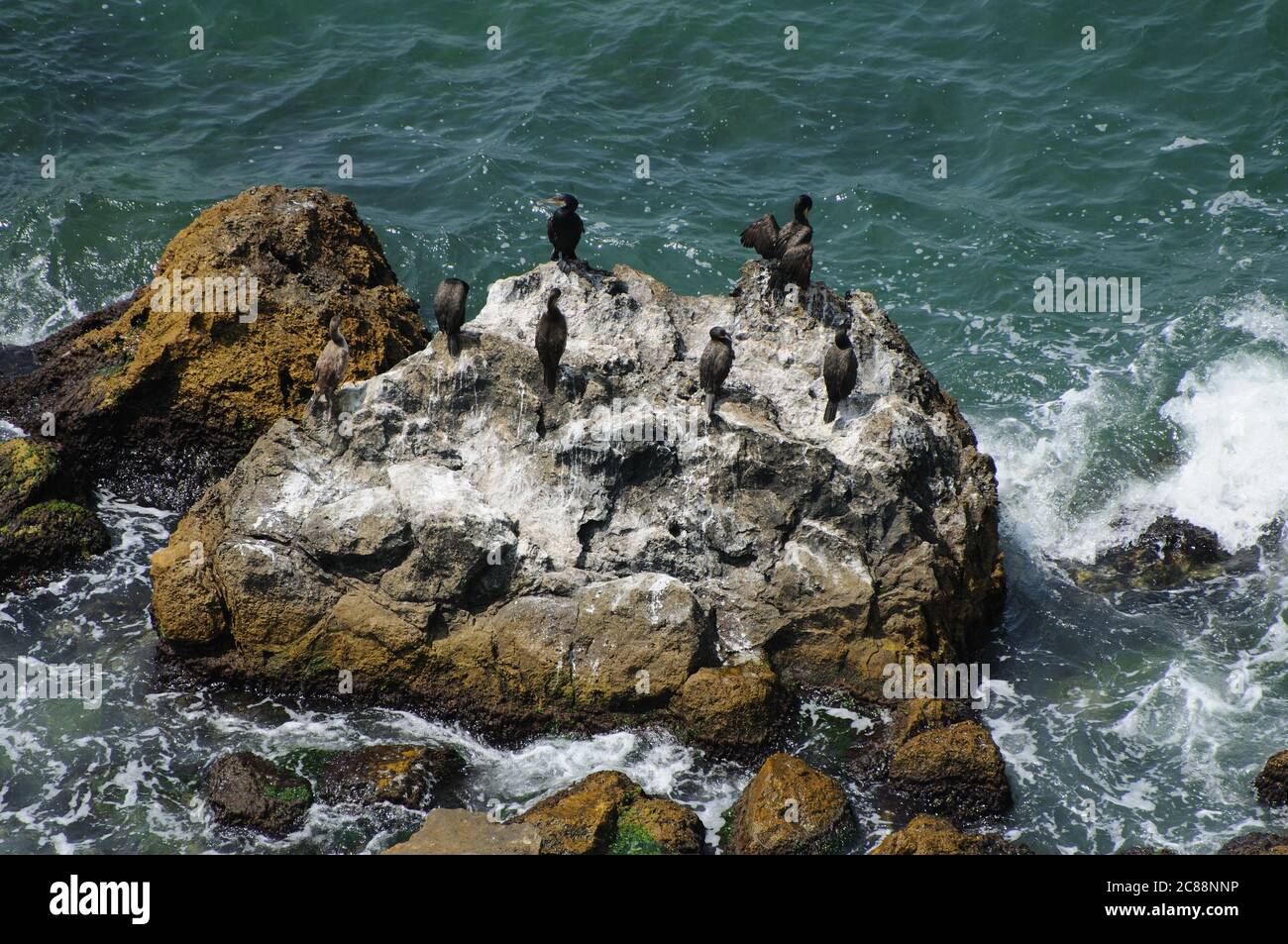 Un gregge di cormorani che si riposano su una roccia in mare durante la calda giornata estiva Foto Stock