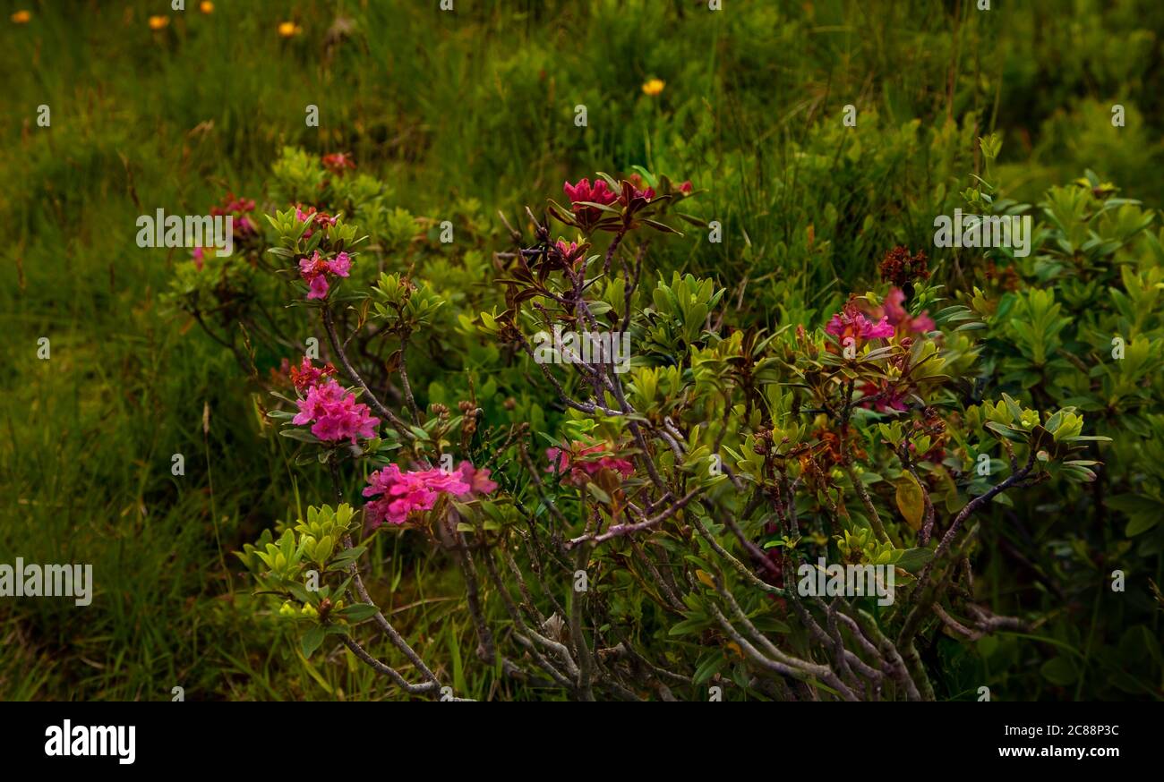 Rosa alpina viola con tweaks e un prato verde alpino sullo sfondo Foto Stock