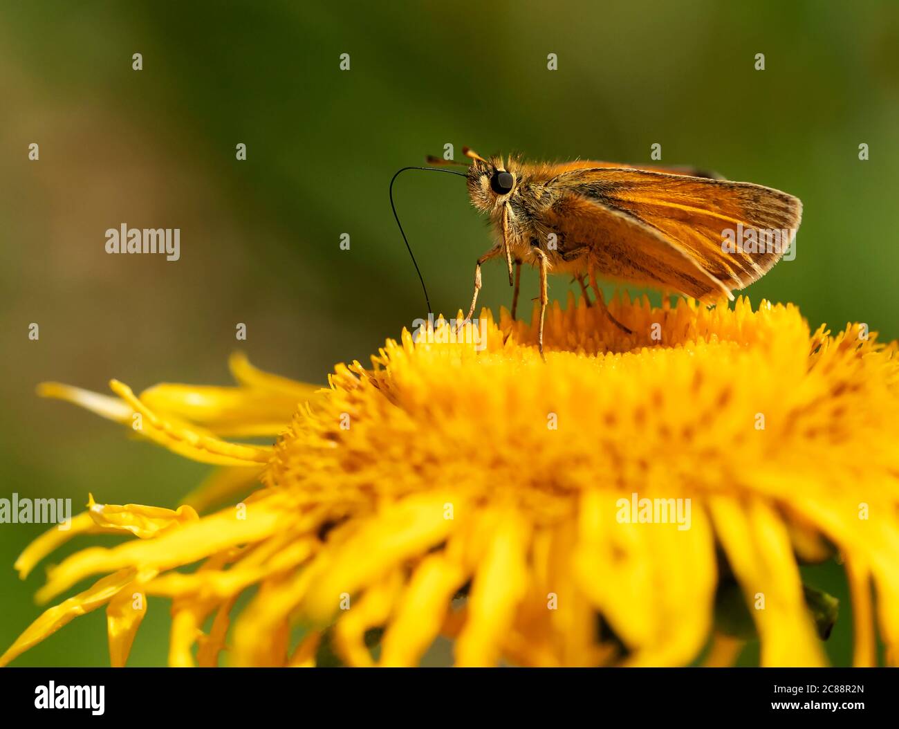 Un piccolo skipper (Thymelicus sylvestris) che si nutre di nettare di fiori morbidi di Elecamppane (Inula Helenium), Warwickshire Foto Stock
