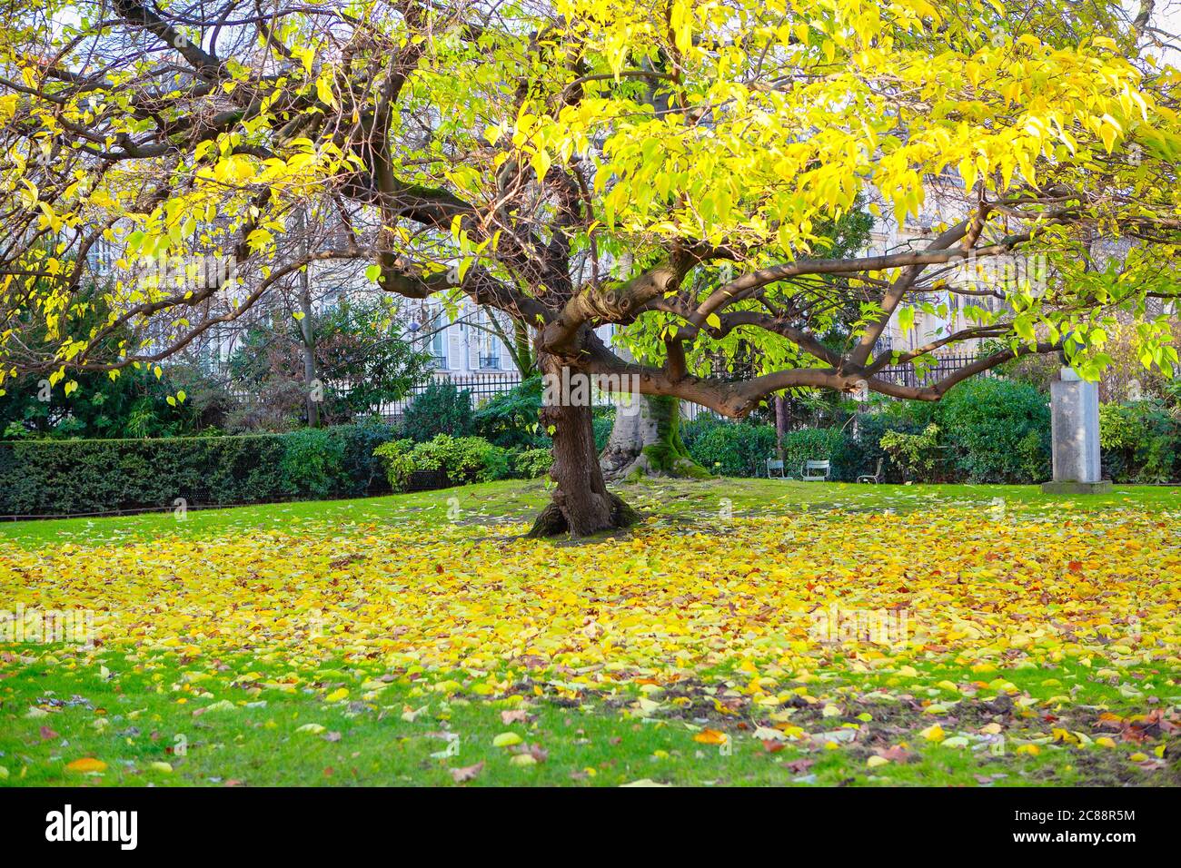 Un albero giallo d'autunno. Foglie d'autunno caduti colorate su erba verde Foto Stock