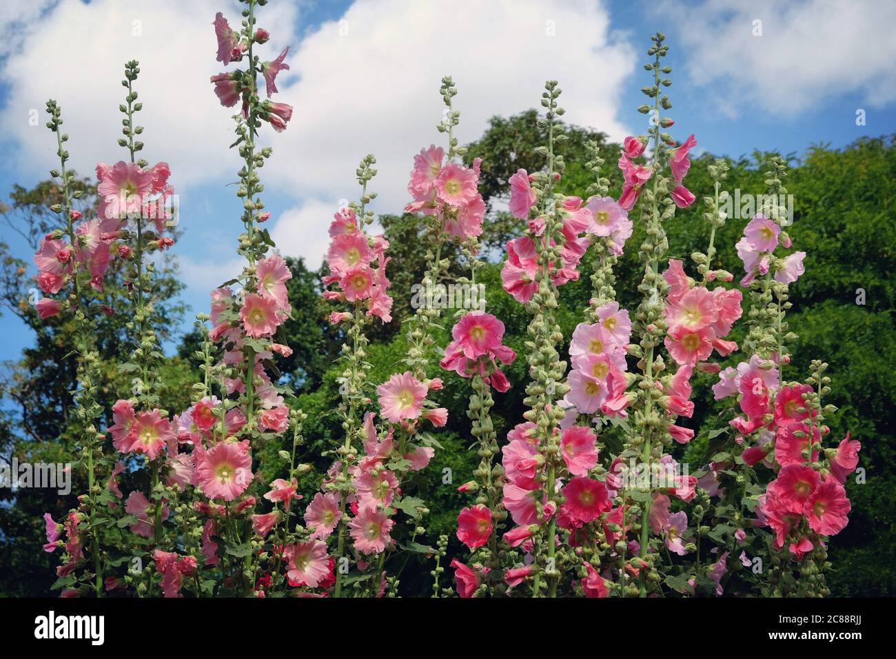 I hollyhocks colorati, o 'Alcea ' in fiore durante i mesi estivi Foto Stock
