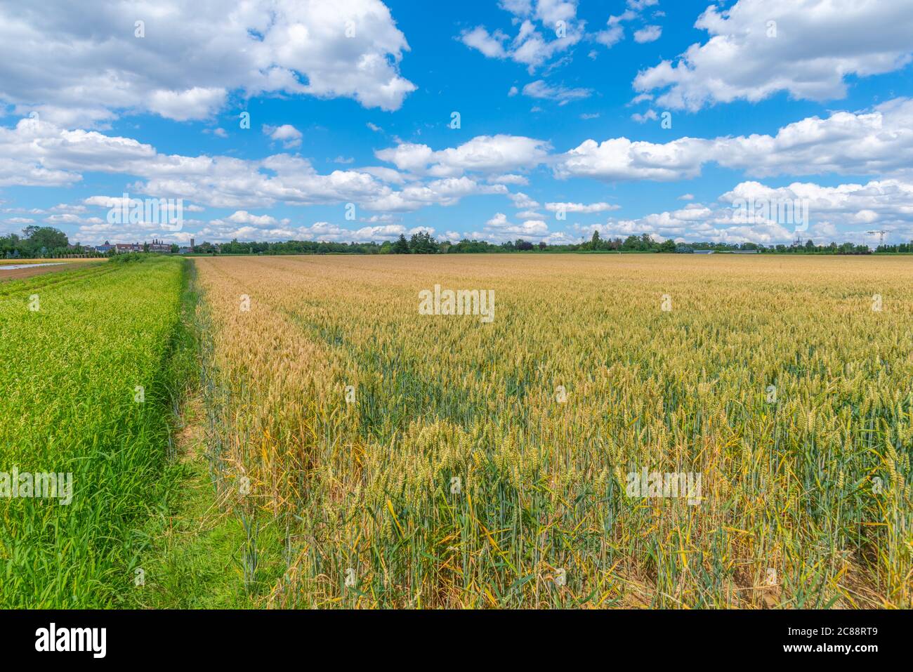 Stuttgart-Möhringen, Landwirtschaft, Baden-Württemberg, Germania del Sud Foto Stock