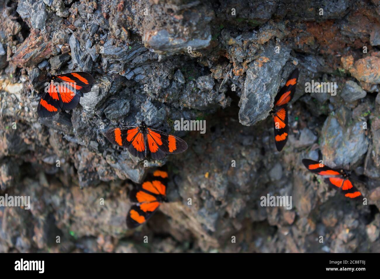 Un sciame di farfalle che si siedono a terra e che volano via, Amazzonia Jungle, Madre de Dios, Puerto Maldonado, Perù, Sud America Foto Stock