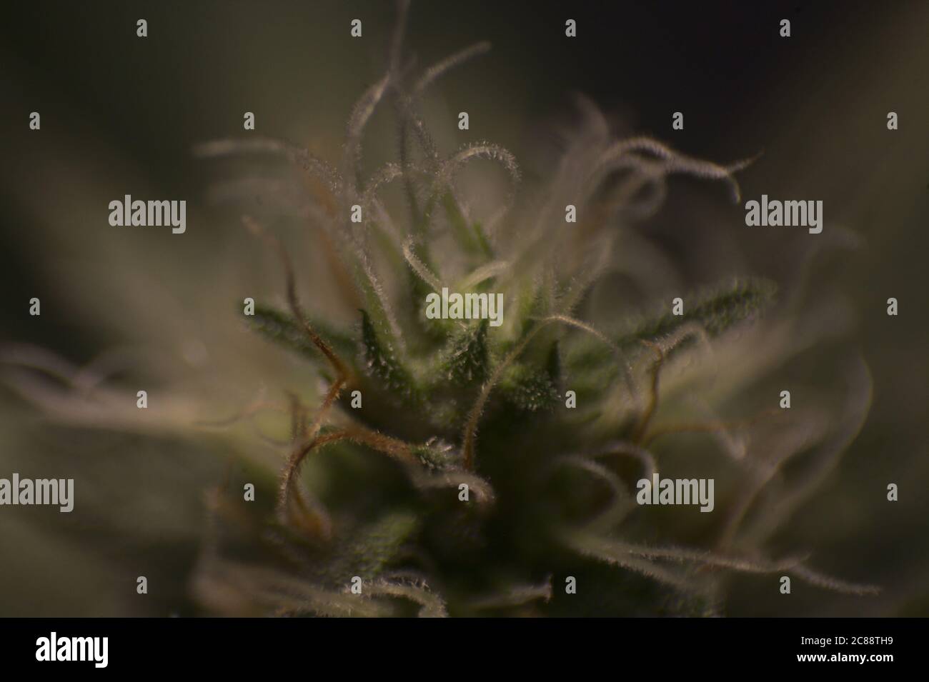 dettaglio fiori di cannabis cbd weed Foto Stock
