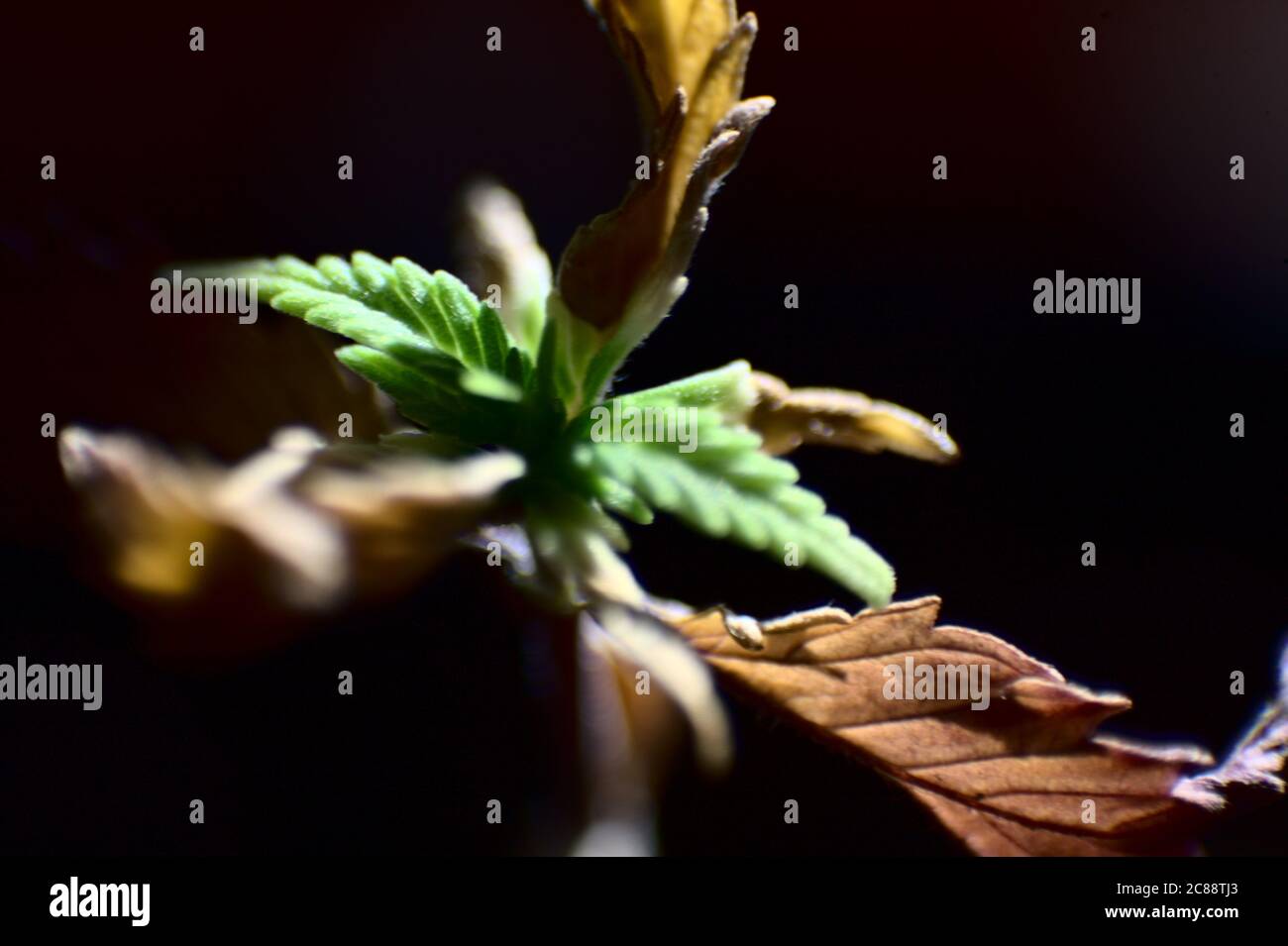 Pianta infante di cannabis malata, Foto Stock