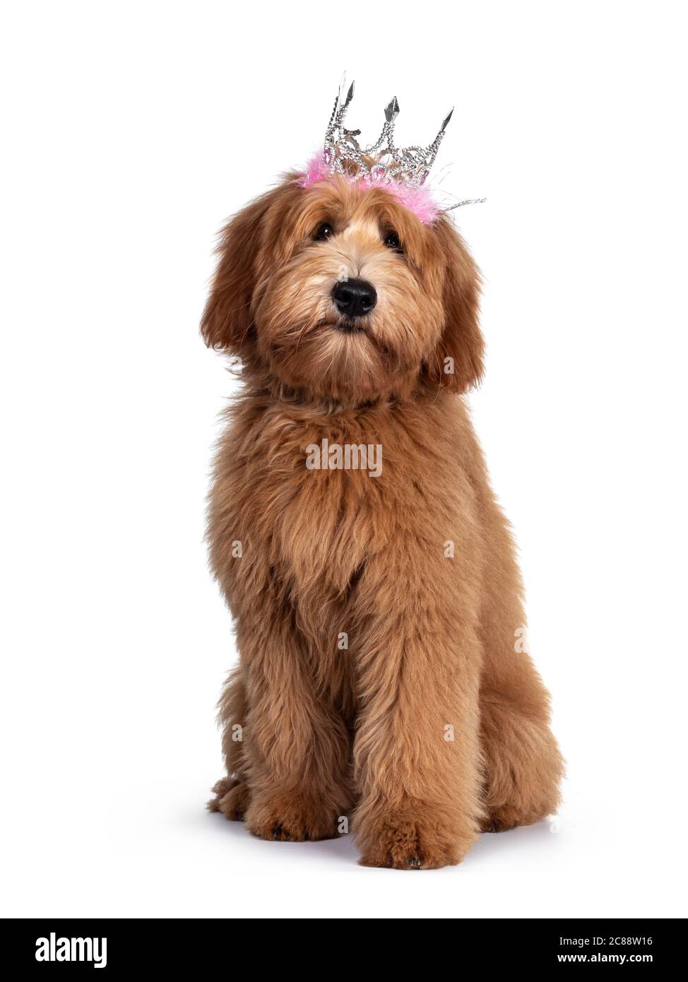 Carino rosso / abricot australiano Cobberdog / Labradoodle cuccia cane, che si posa in piedi lungo i sensi laterali in piedi davanti indossando corvo rosa / argento. Isolato su whit Foto Stock