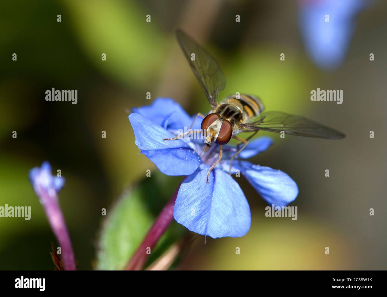 Episyrphus balteatus / balteus - Marmalade Hoverfly. Syrphidae, Diptera. Regno Unito, Kent, Foto Stock