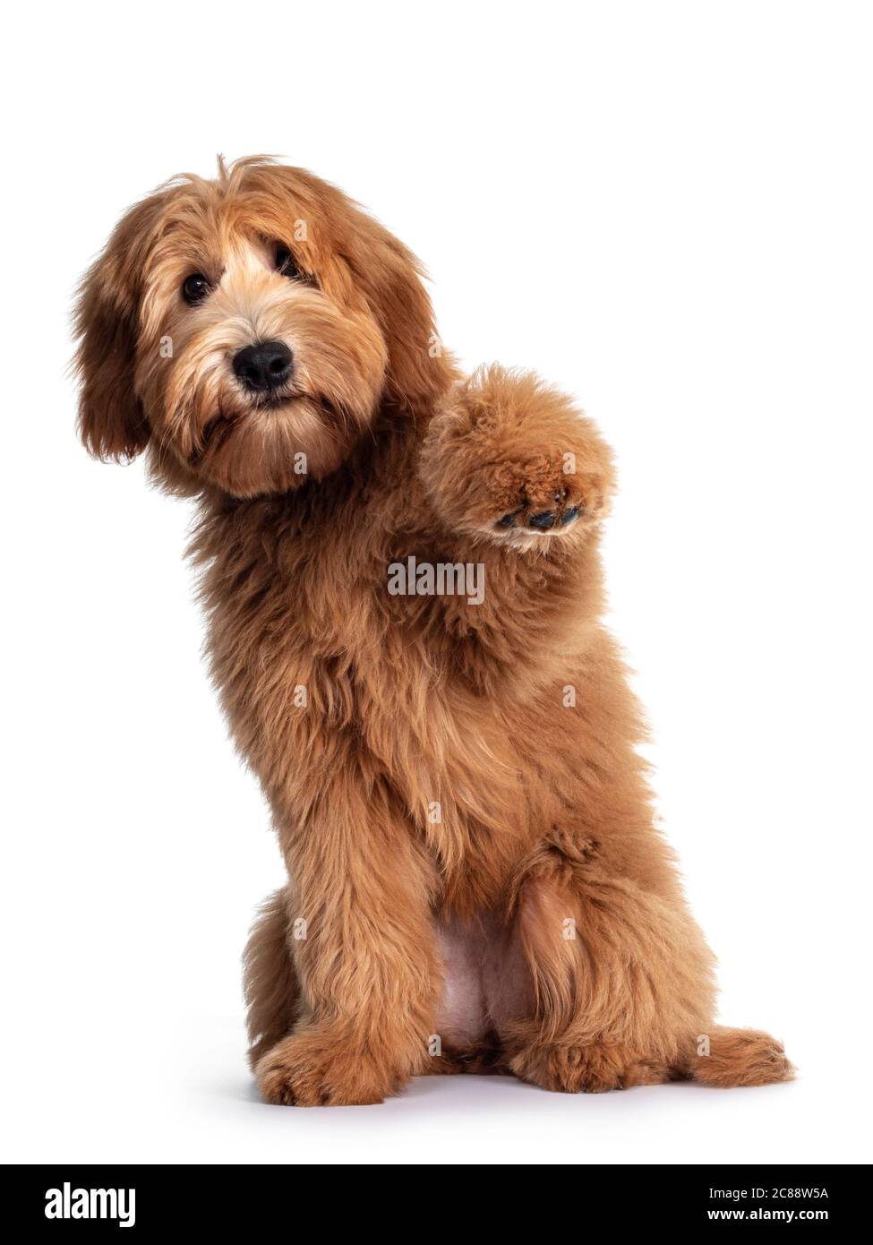 Carino rosso / abricot australiano Cobberdog / Labradoodle cuccia cane, seduto con una zampa alta in aria. Bocca chiusa. Isolato su sfondo bianco. Foto Stock
