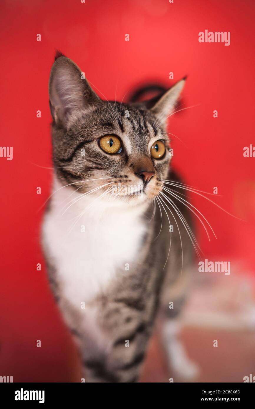 Gatto marrone tabby con grandi occhi gialli su sfondo rosso Foto Stock